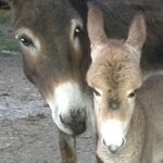 adotta-un-asinello-per-6-mesi