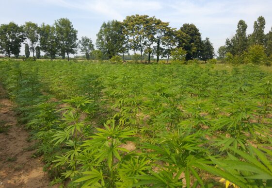 ba94599d-7c16-4d9c-b887-de2a244fa9cd