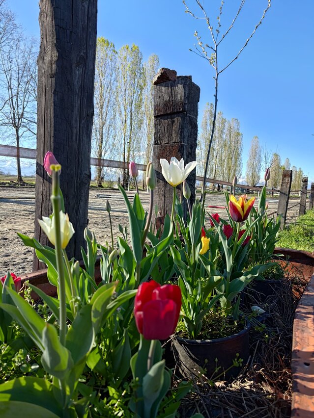 e82617f7-7717-4e13-a499-24ffc73b634d.jpeg e82617f7-7717-4e13-a499-24ffc73b634d.jpeg