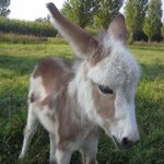 adotta-un-asinello-per-6-mesi