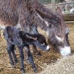 amico-speciale-di-un-asinello