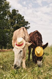 303eb2e5-a898-40b8-bdb1-40dbf9108420.jpeg 303eb2e5-a898-40b8-bdb1-40dbf9108420.jpeg