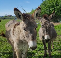 e9630a7e-7b50-4765-be86-8bde01a82d21.jpeg e9630a7e-7b50-4765-be86-8bde01a82d21.jpeg