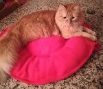 linea-cleola-magia-del-calore-sempre-con-te