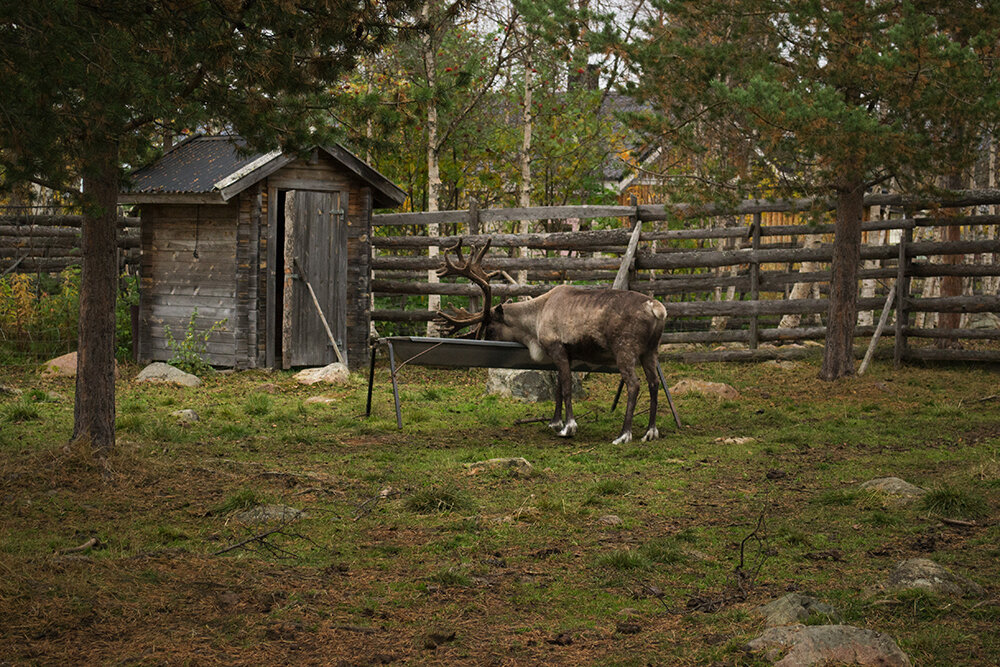Il popolo dei Sami e le renne, non solo allevamento Il popolo dei Sami e le renne, non solo allevamento