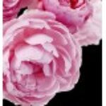 yodeyma-dela-15-ml-100-ml