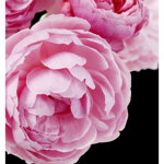 yodeyma-adriana-rose-eau-de-parfum-15ml-50ml-100ml