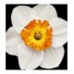 yodeyma-gianna-15-ml-50-ml-100-ml