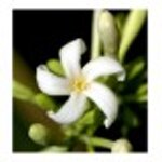 yodeyma-gianna-15-ml-50-ml-100-ml