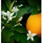 yodeyma-berlue-100ml