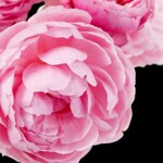 yodeyma-prime-eau-de-parfum-15-ml-50-ml-100-ml