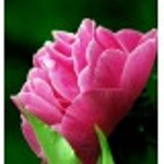 yodeyma-freschia-100-ml