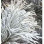 yodeyma-for-you-15-ml-50-ml-100-ml