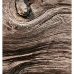 yodeyma-the-niche-collection-oseus-edp-50ml