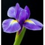 yodeyma-celebrity-woman-15-ml-50-ml-100-ml