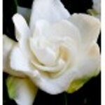 yodeyma-first-100-ml