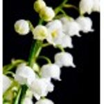 yodeyma-escitia-15-ml-100-ml