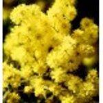 yodeyma-candy-100-ml