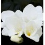 yodeyma-dela-15-ml-100-ml