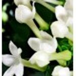 yodeyma-for-you-15-ml-50-ml-100-ml