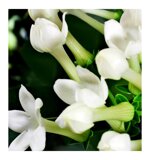 yodeyma-acqua-woman-eau-de-parfum-15ml-100-ml