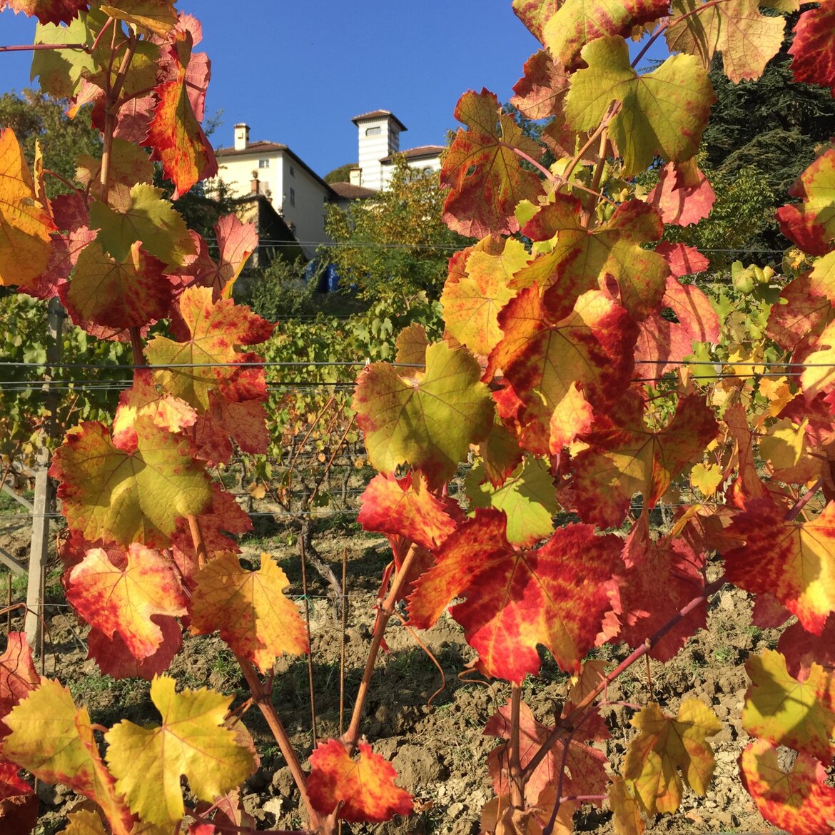Vigneto bio in Autunno