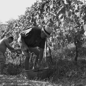 Cernita dell'uva in vendemmia VENDEMMIA