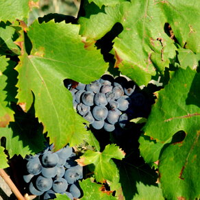 VIGNETO UVA MATURA