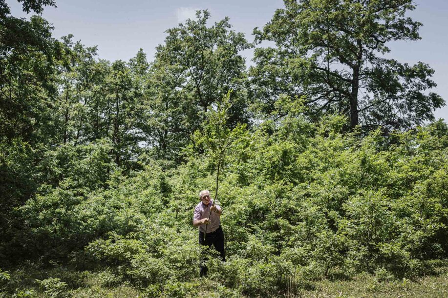 14_twotreesone.jpeg