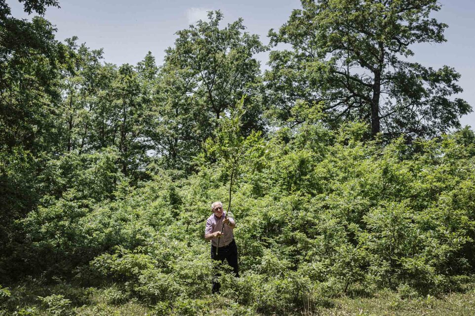 14_twotreesone.jpeg