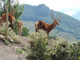 Riserva Deers in the wild