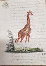 giraffa-manoscritto
