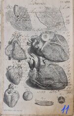 anatomia-manoscritto