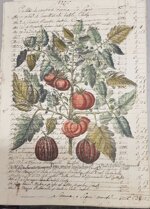 besler-manoscritto-6