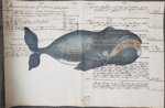balena-whale-old-paper