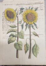 besler-manoscritto-2