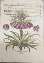 besler-manoscritto-1