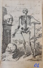 anatomia-manoscritto