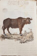 bufalo-manoscritto