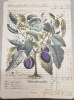 besler-manoscritto-5