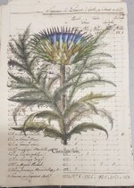 besler-manoscritto-4