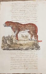 leopardo-manoscritto