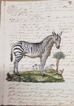 zebra-manoscritto
