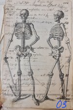 anatomia-manoscritto