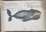 balena-whale-old-paper