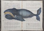 balena-whale-old-paper