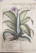 besler-manoscritto-7