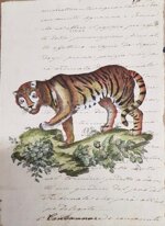 tigre-manoscritto