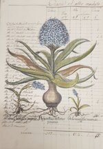 besler-manoscritto-3