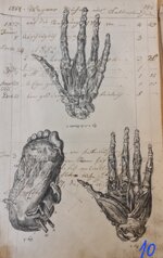 anatomia-manoscritto